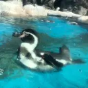 おもちふっくらの画像
