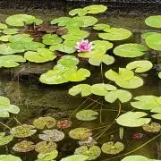 カーターの画像