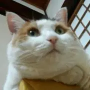 団子。即購入OKの画像