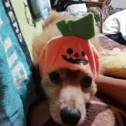 ルイ