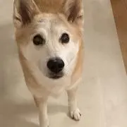 enokiの画像
