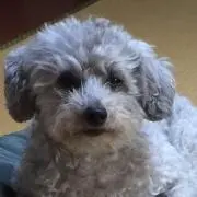 シェリー