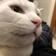 もじもじゆうじの画像