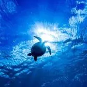 kazu