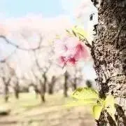 ななの画像