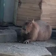 ケン