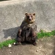 Sammyの画像