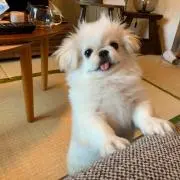 おにぎり大使