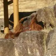 たつにゃん