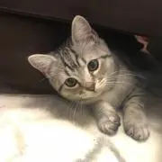 キュータの画像