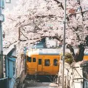 JR西日本 京都電車区 運転時刻表 現行 スタフ 湖西線 113系 新快速