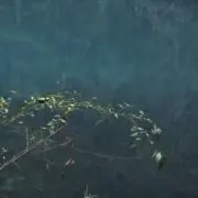 すの画像