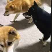 じゅんポケの画像