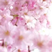 May☆の画像