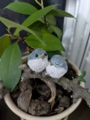 kukumaの画像