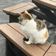 ssの画像