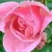 チビママの画像