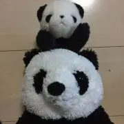 プロフィール必読　パンダちゃんの画像