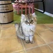 りーの画像