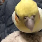 tamaの画像
