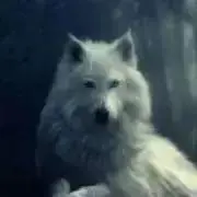 WOLFの画像