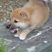 あおい