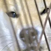 もとむらの画像
