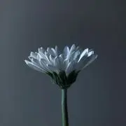 ふわ