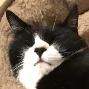 レオンのママの画像