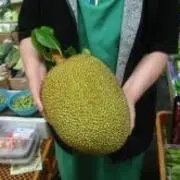 jackfruitsの画像