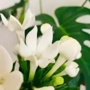 cao☆meiの画像