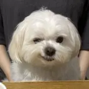あいあいの画像