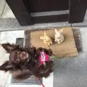 ガガガの画像