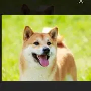 yasu