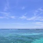 ネモの画像