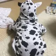 Aaa☆の画像