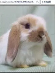 アメモモ2の画像