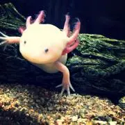ぺんぺん222の画像