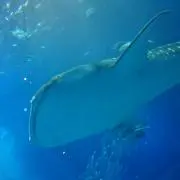 れん