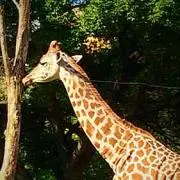 きりんの画像