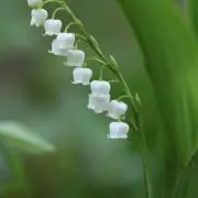 みみの画像