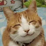ねこのトレカ専門店の画像