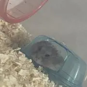 ままままの画像