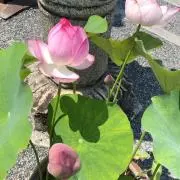 li 断捨離中⭐︎値下げ希望可能です。の画像