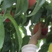 ☆いちばん星☆