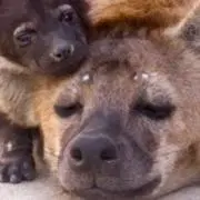 ポンショップの画像