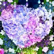 紫陽花