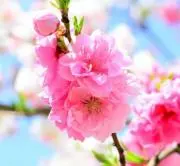 ＊花桃＊の画像