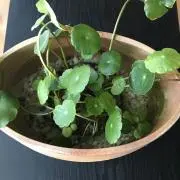 めだかちゃんの画像