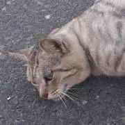 tの画像